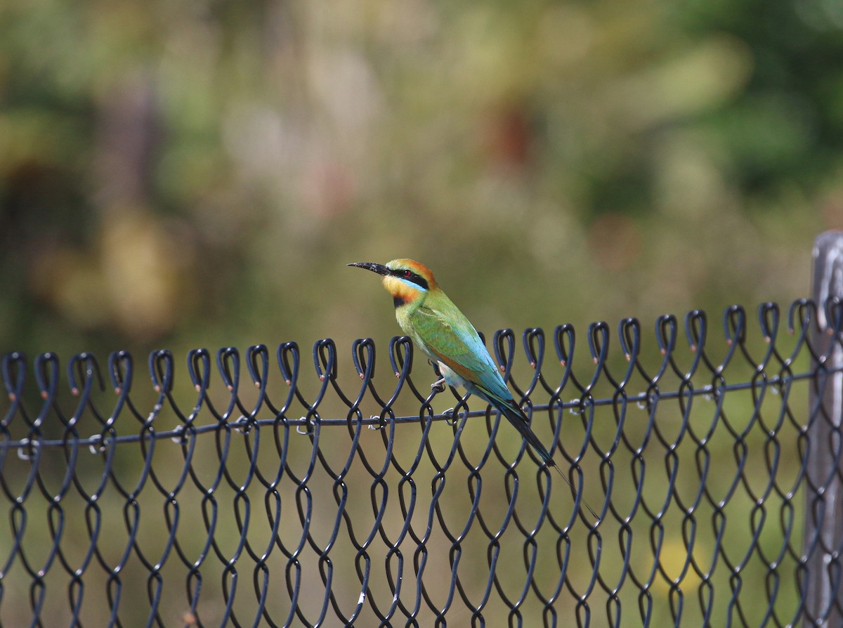 Rainbow Bee-eater - ML624148344