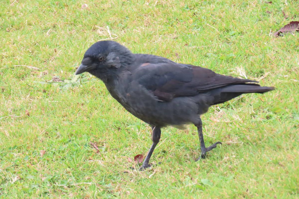 Eurasian Jackdaw - ML624148354