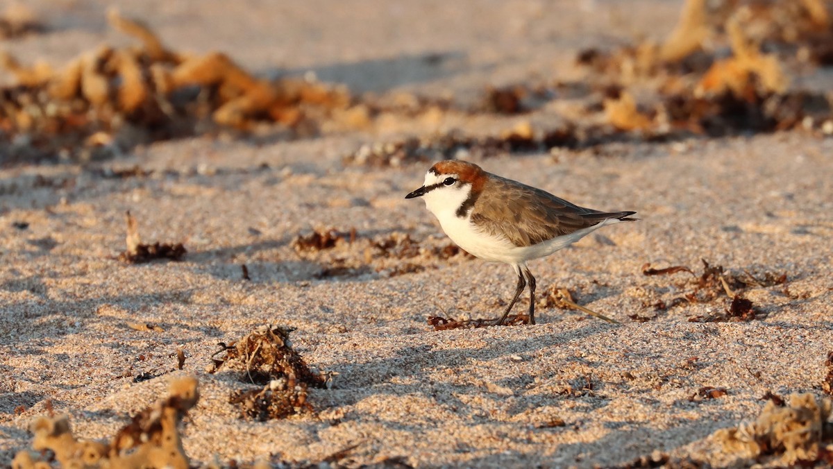 Red-capped Plover - ML624148355