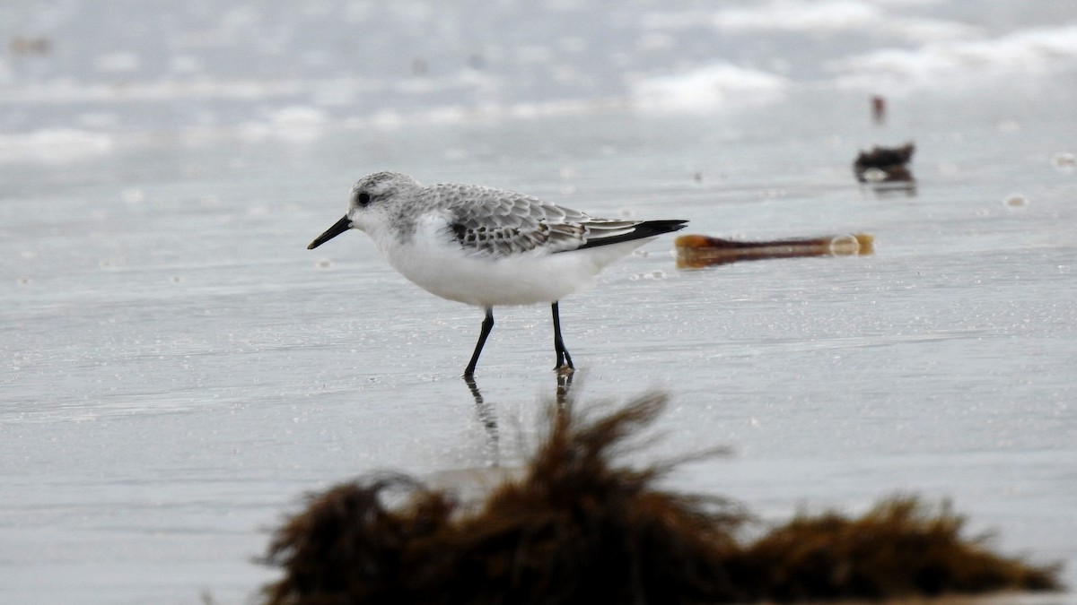 Bécasseau sanderling - ML624148370