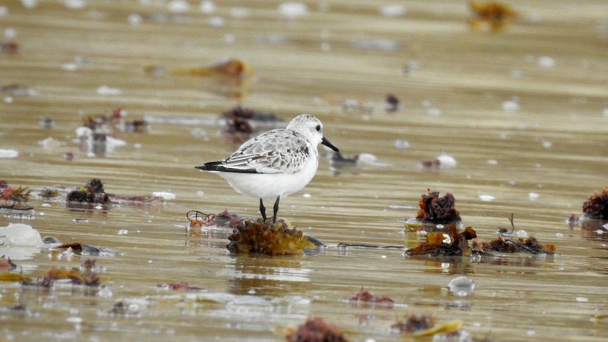 Bécasseau sanderling - ML624148371