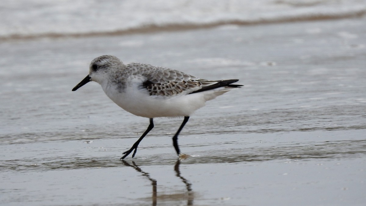 Bécasseau sanderling - ML624148372