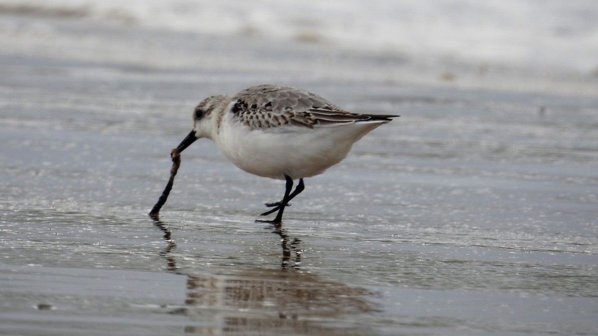 Bécasseau sanderling - ML624148373