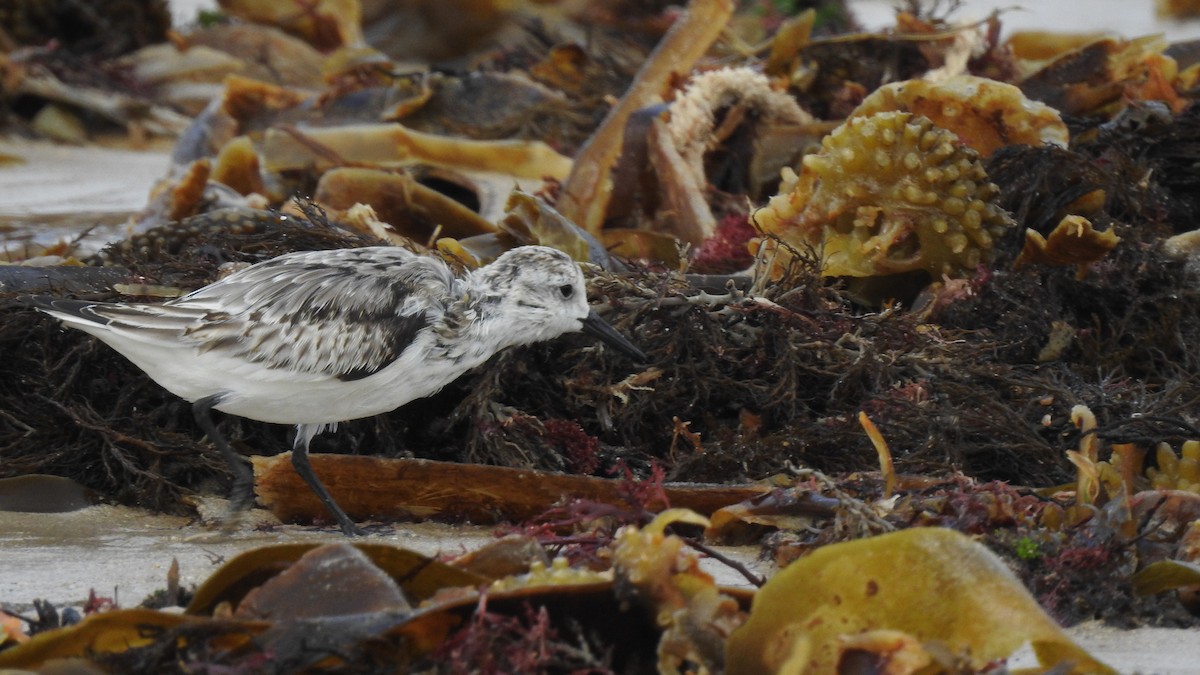 Bécasseau sanderling - ML624148374