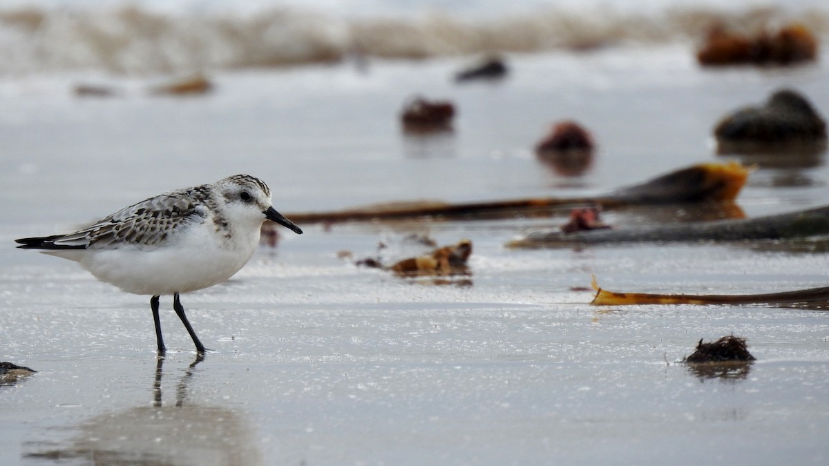 Bécasseau sanderling - ML624148375