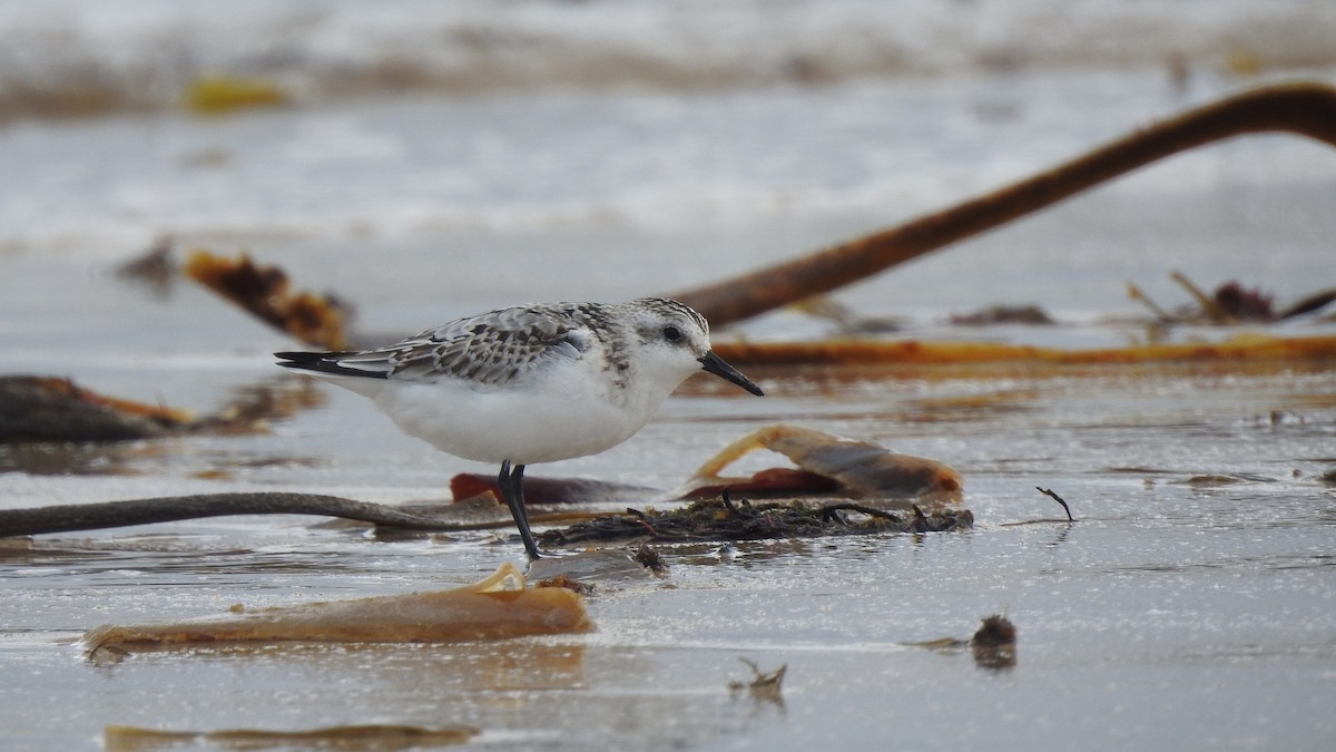 Bécasseau sanderling - ML624148376