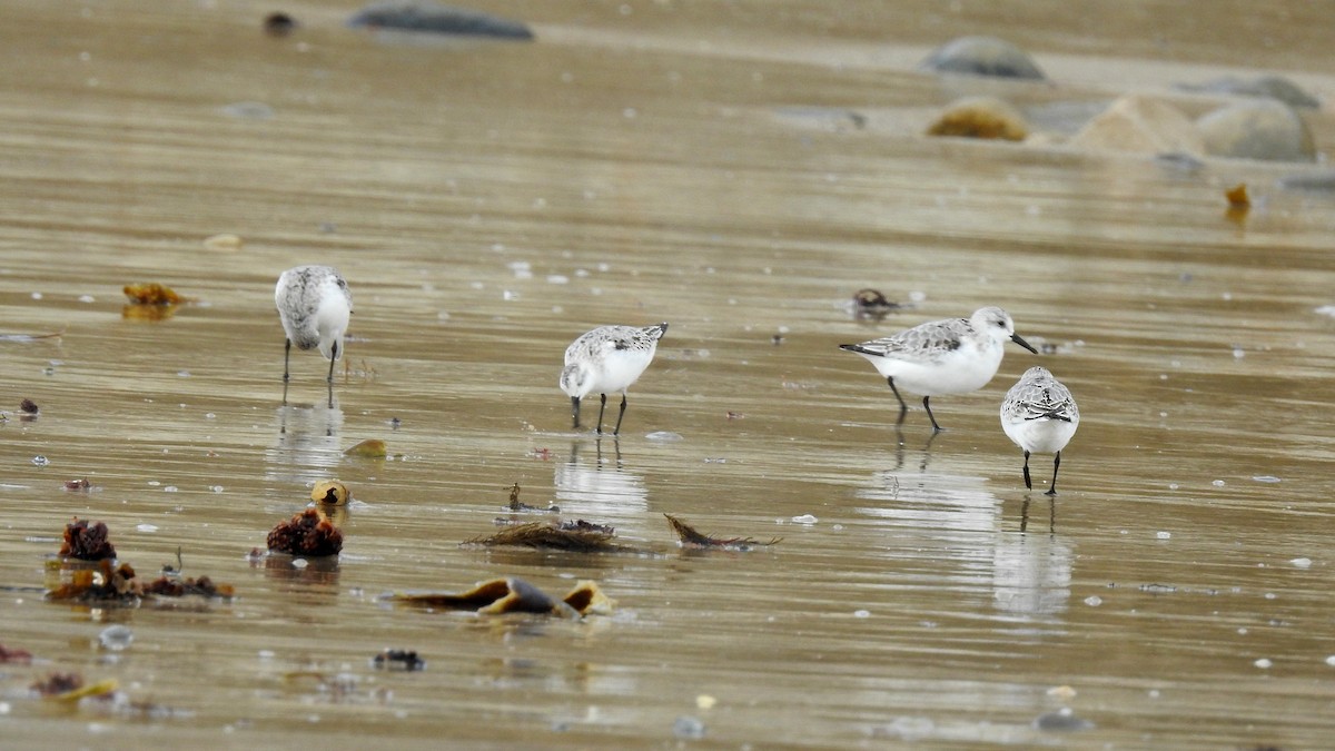 Bécasseau sanderling - ML624148377