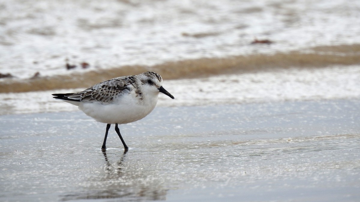 Bécasseau sanderling - ML624148378