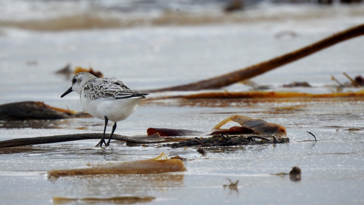 Sanderling - Ricardo Salgueiro