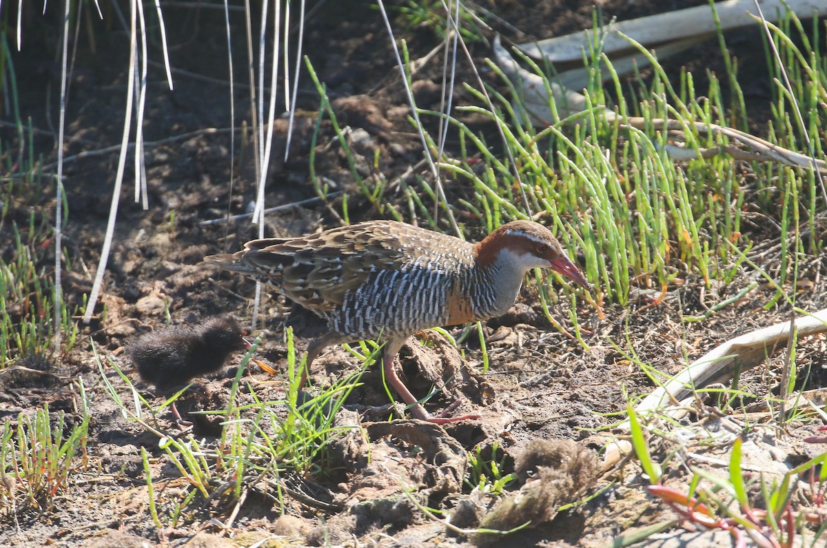 Buff-banded Rail - ML624148382