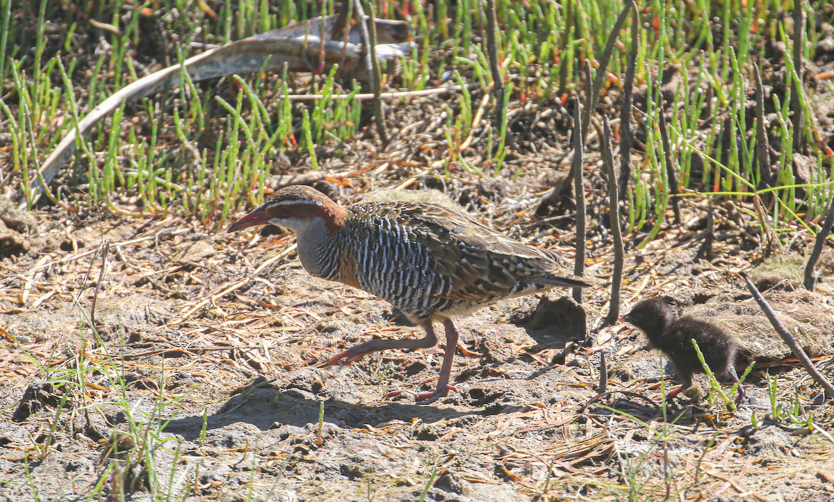 Buff-banded Rail - ML624148383