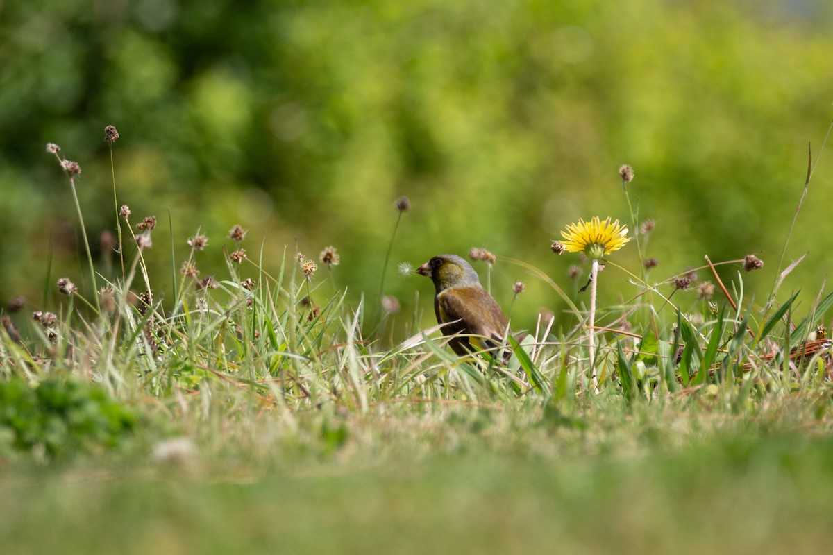 Oriental Greenfinch - ML624148389