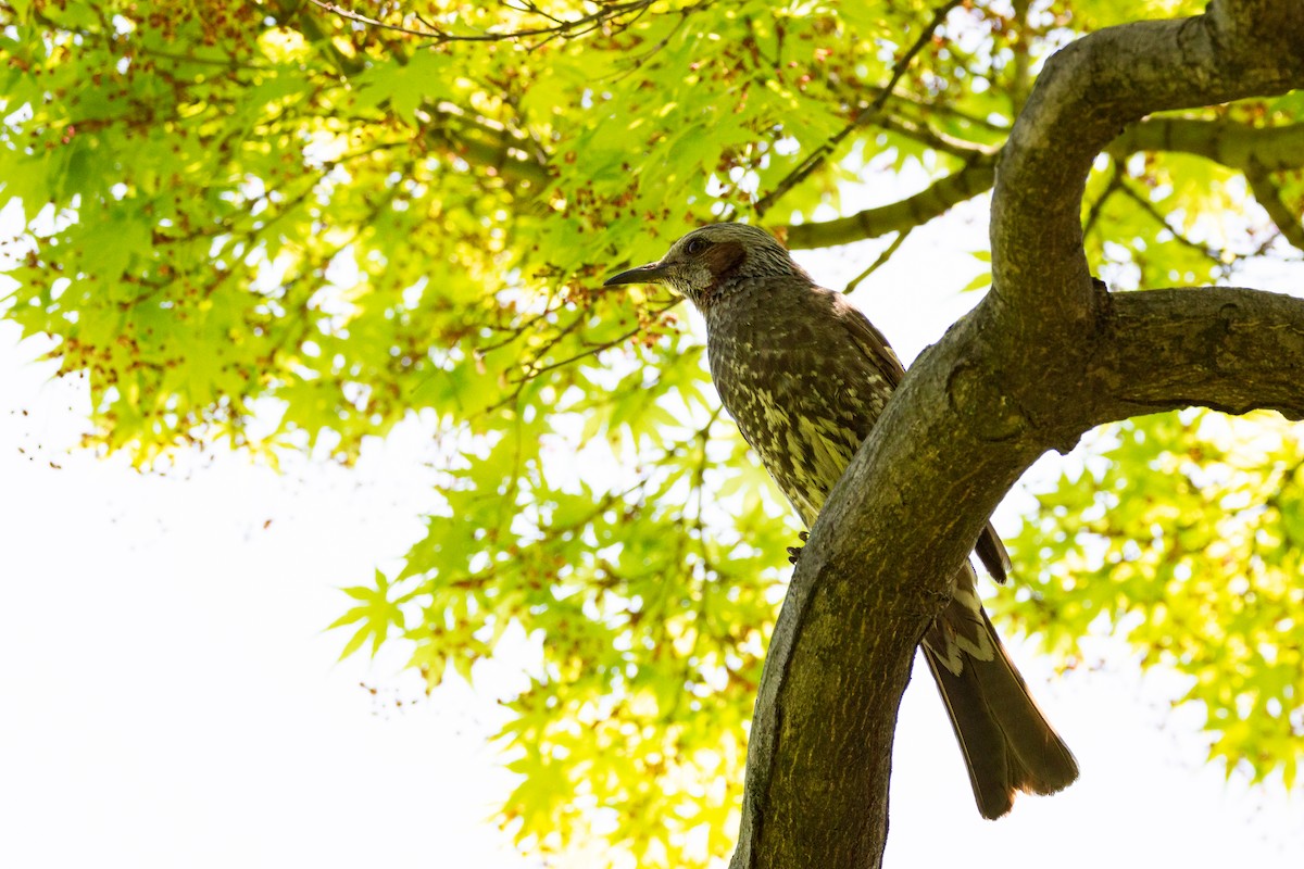 Brown-eared Bulbul - ML624148390