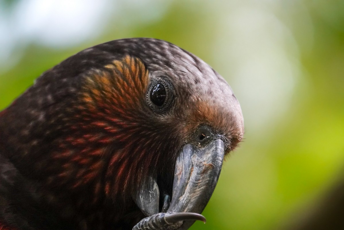 New Zealand Kaka - ML624148396