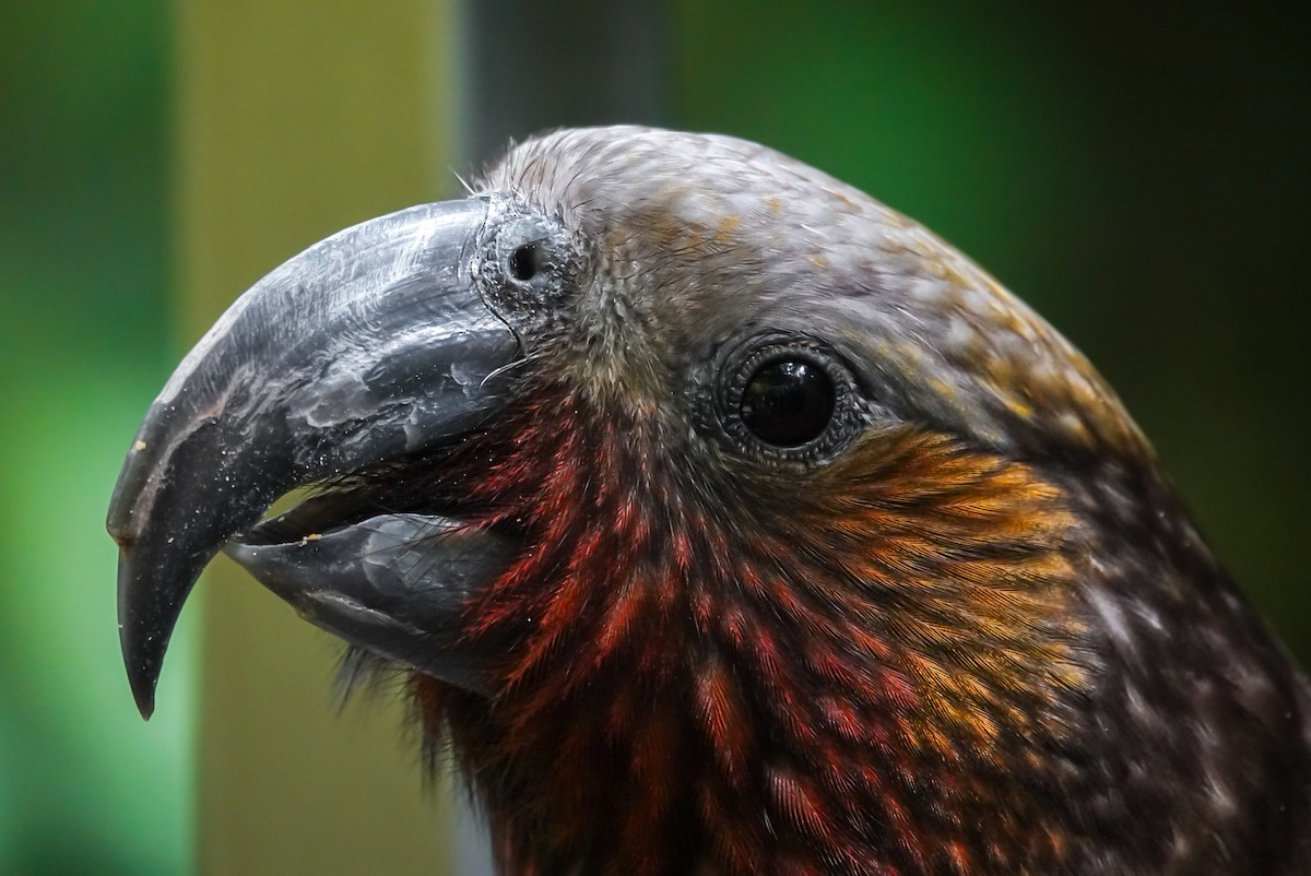 New Zealand Kaka - ML624148397