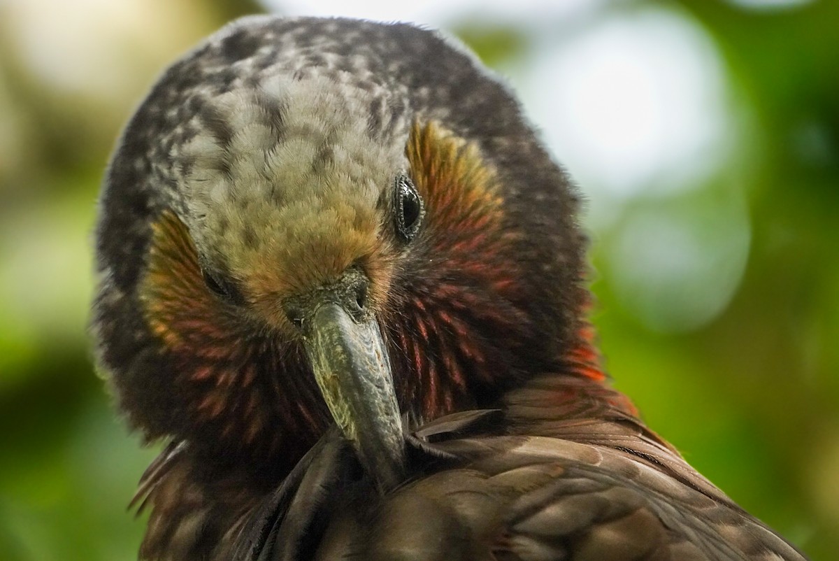 New Zealand Kaka - ML624148398