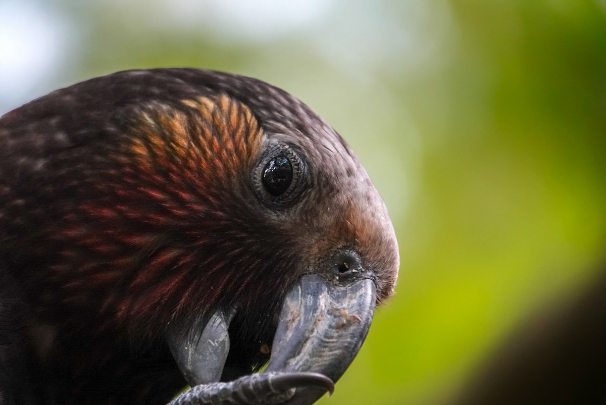 New Zealand Kaka - ML624148399