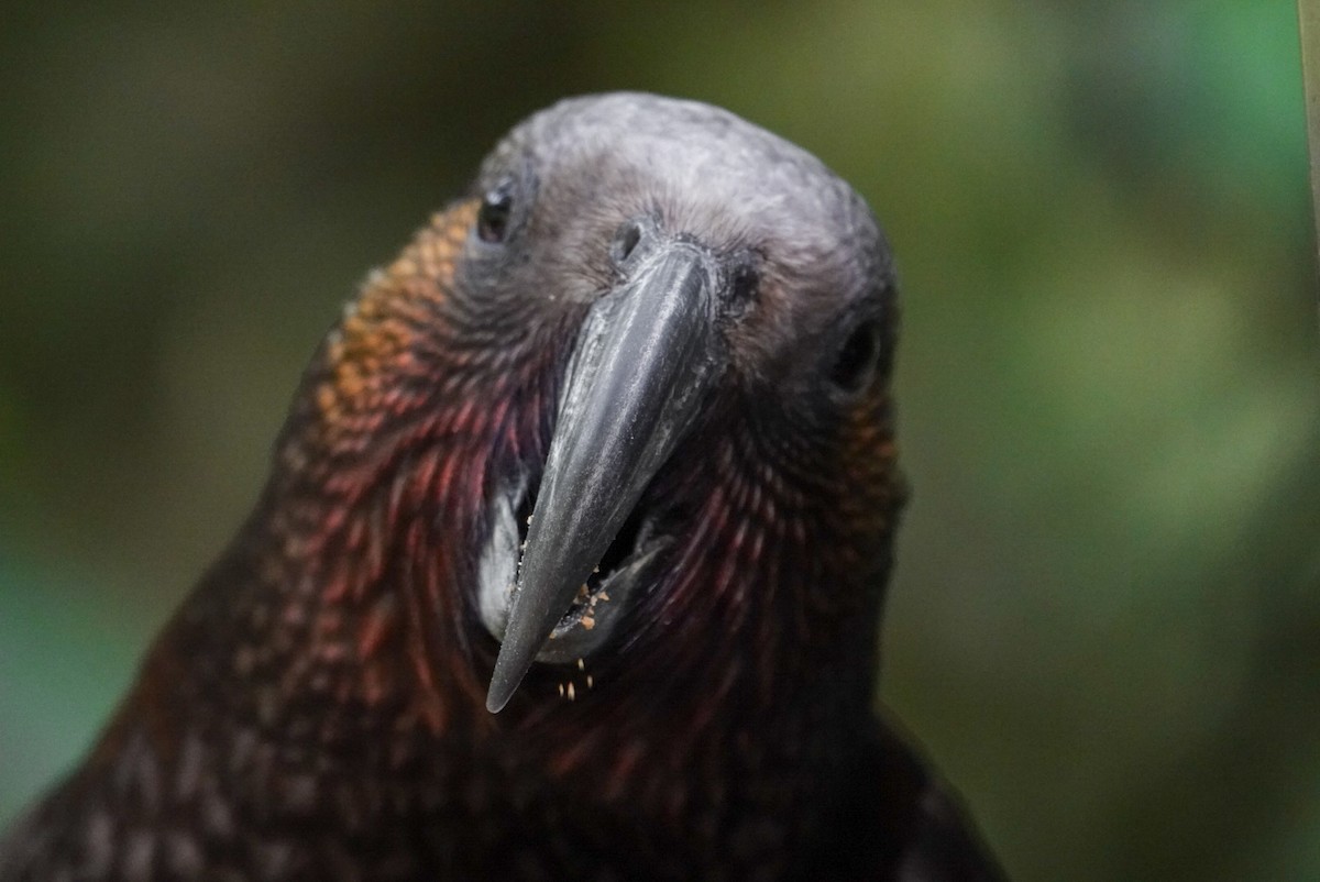 New Zealand Kaka - ML624148400