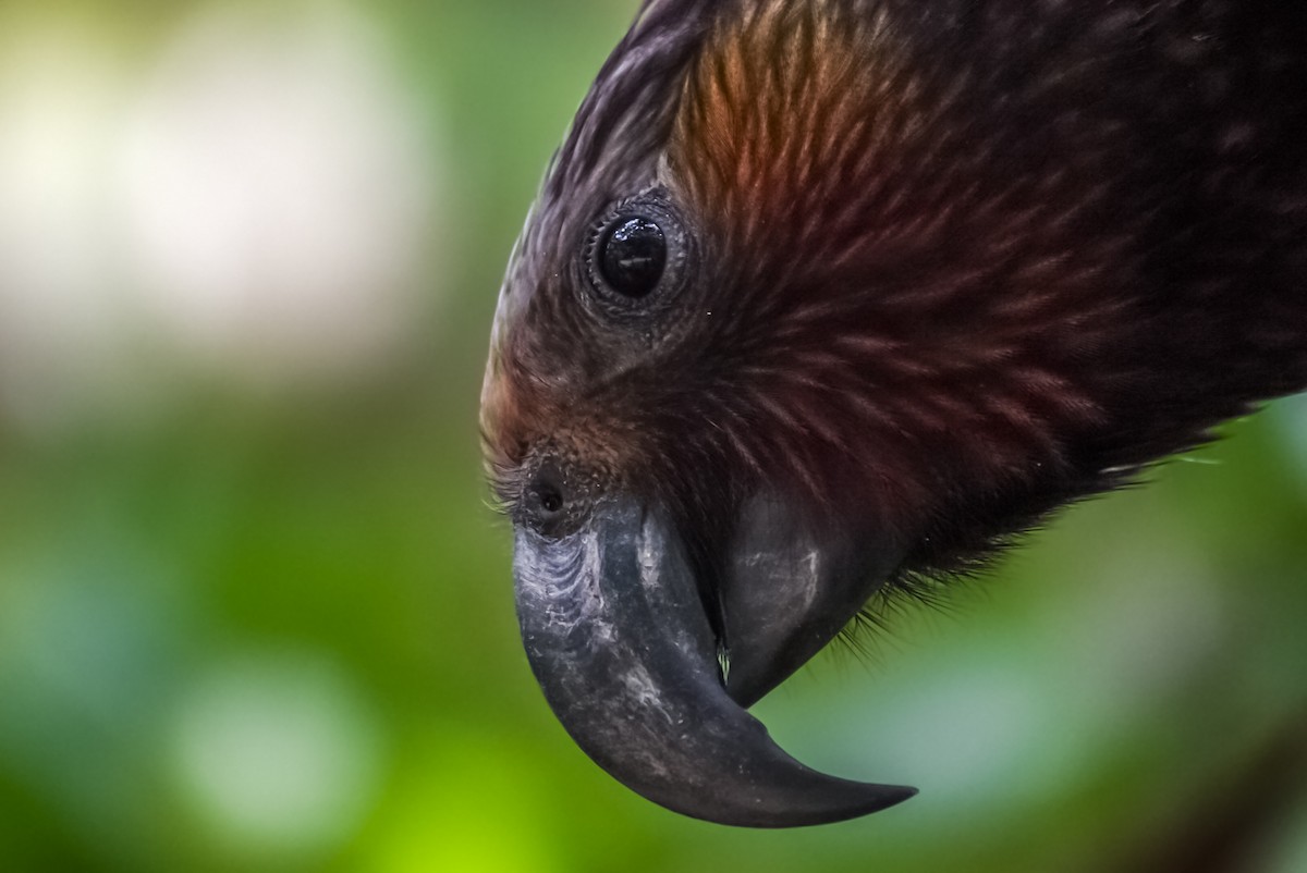 New Zealand Kaka - ML624148401