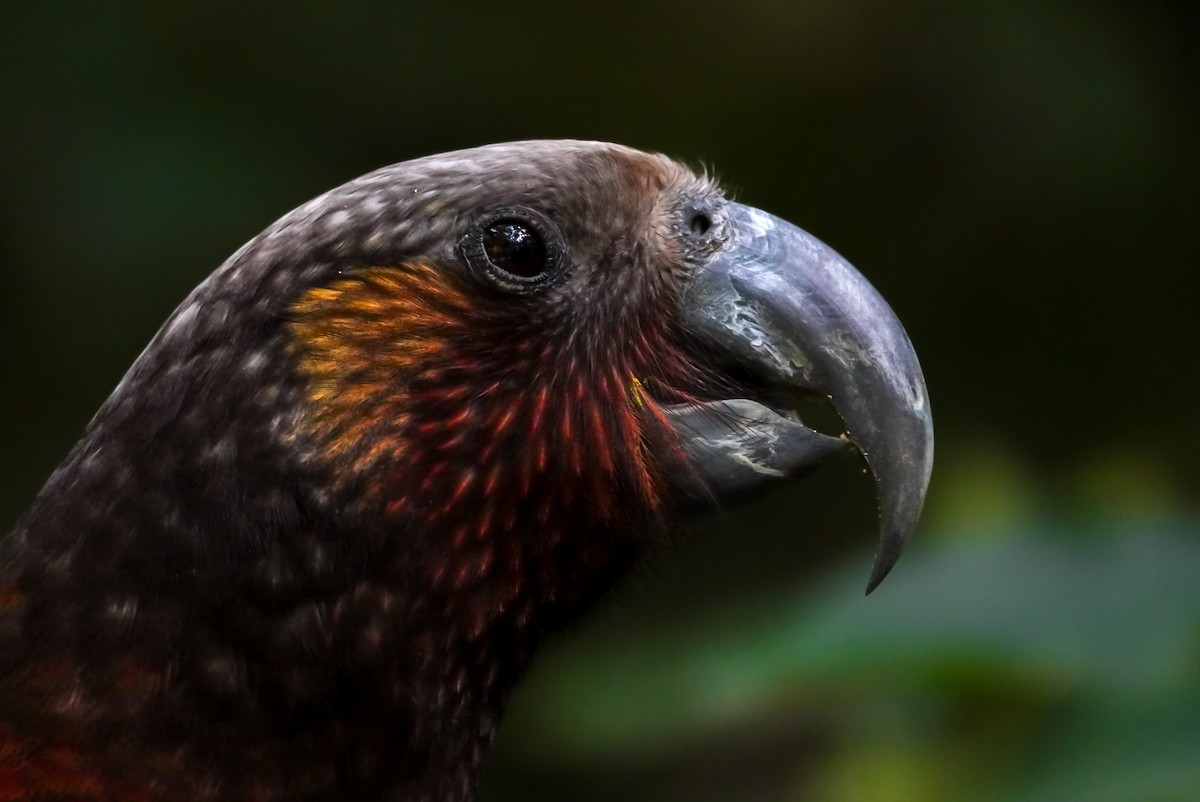 New Zealand Kaka - ML624148402