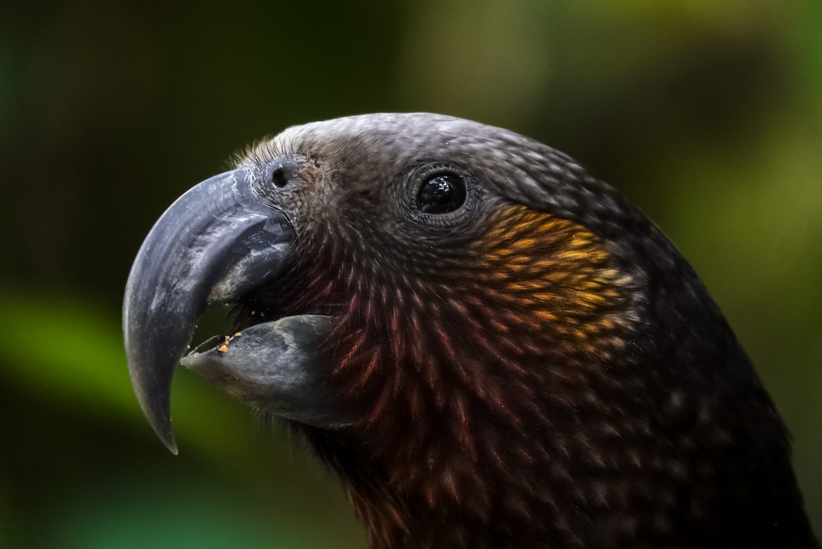 New Zealand Kaka - Alfie Benbow