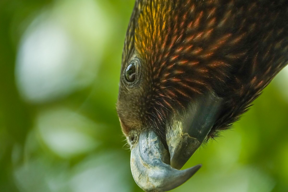 New Zealand Kaka - ML624148404