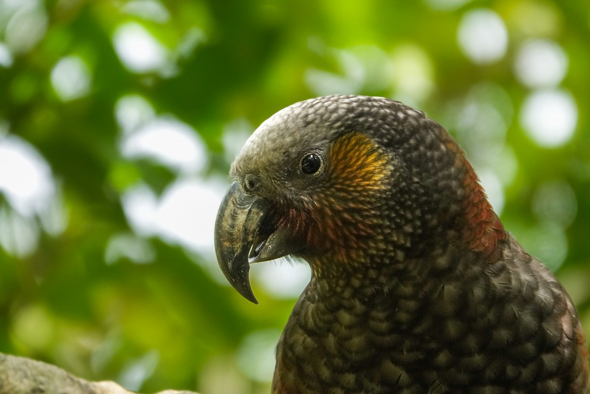 New Zealand Kaka - ML624148405