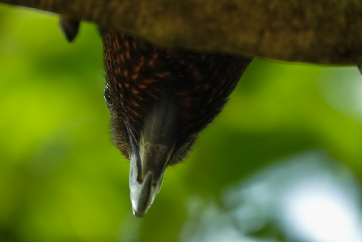 New Zealand Kaka - ML624148406