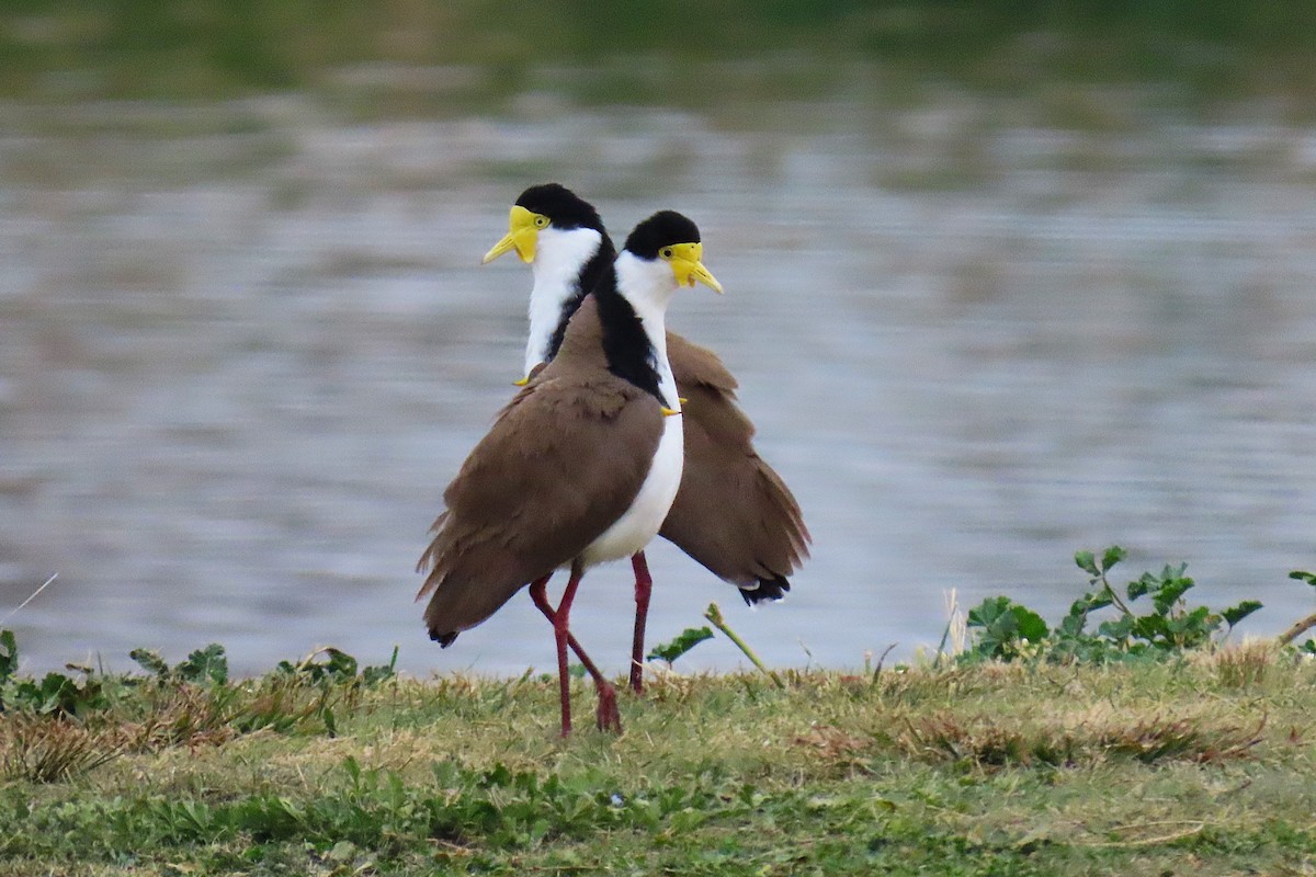 Masked Lapwing (Black-shouldered) - ML624148464