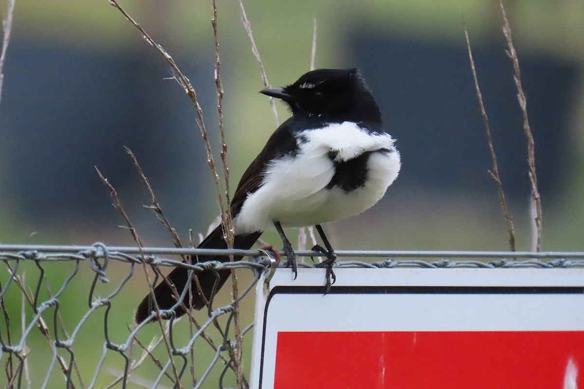 Willie-wagtail - ML624148468