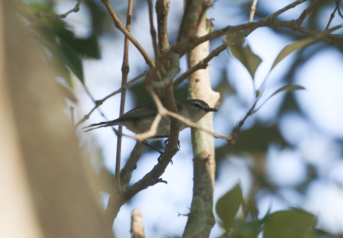 Mangrove Gerygone - ML624148515