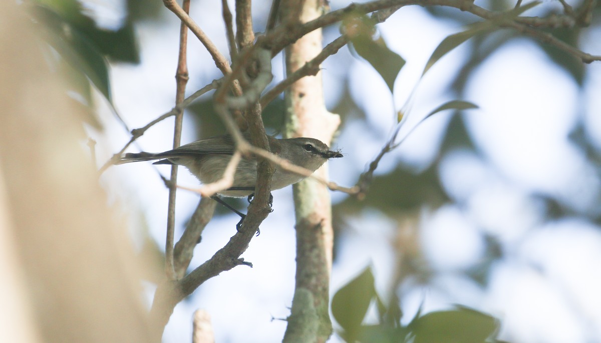 Mangrove Gerygone - ML624148516