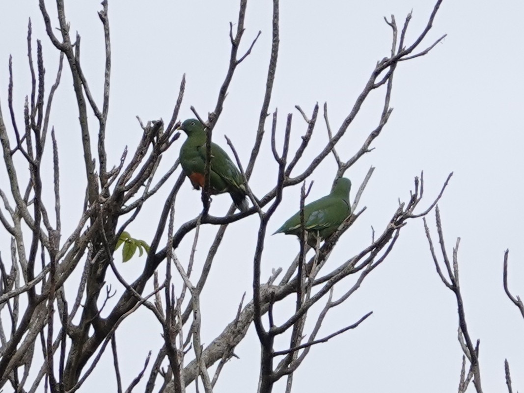 Orange-bellied Fruit-Dove - ML624148524