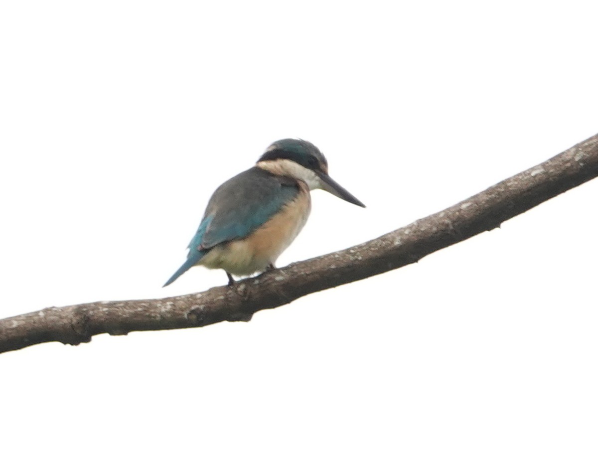 Sacred Kingfisher (Australasian) - ML624148527