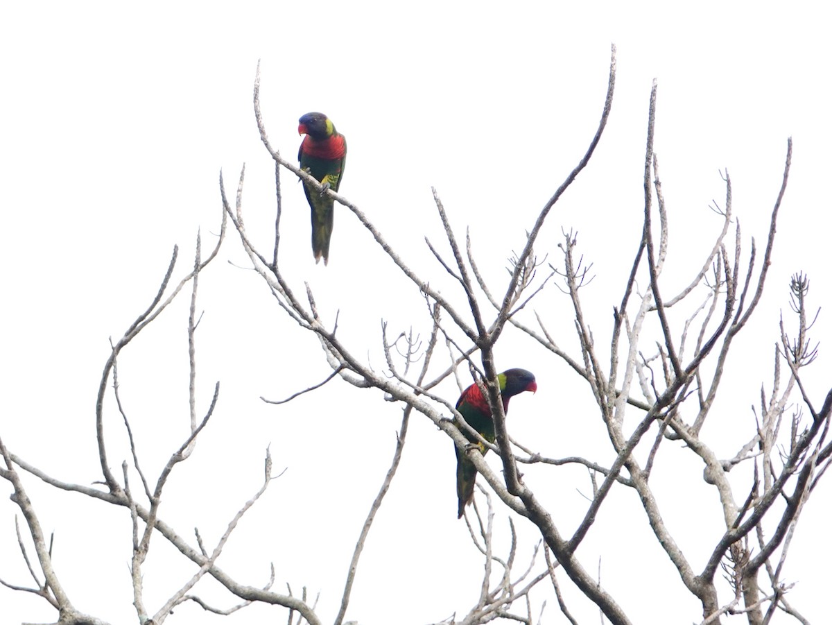 Coconut Lorikeet - Peter Yendle