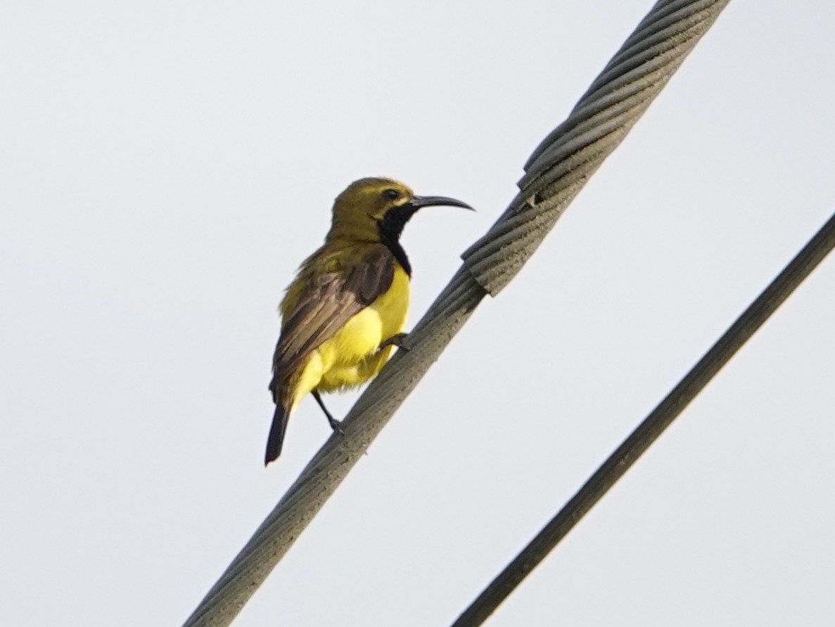 Sahul Sunbird - ML624148536