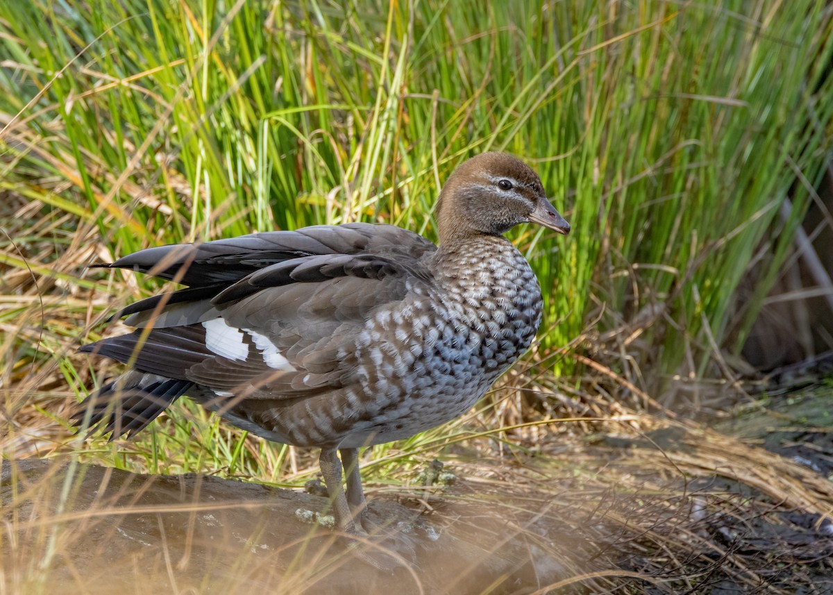 Maned Duck - ML624148539