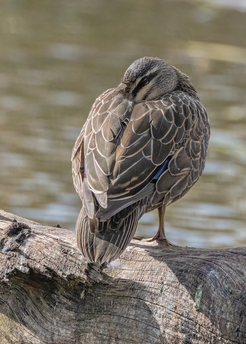 Pacific Black Duck - ML624148540