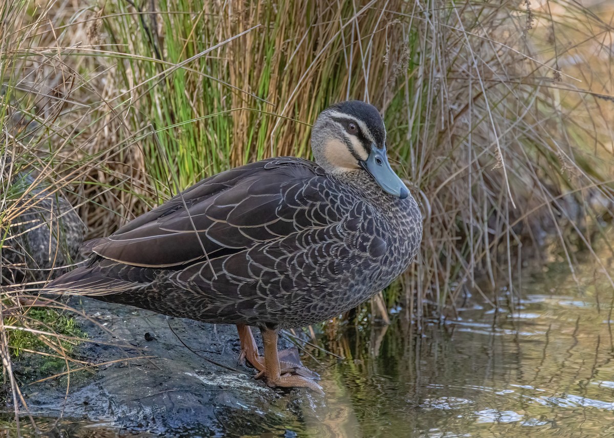Pacific Black Duck - ML624148542