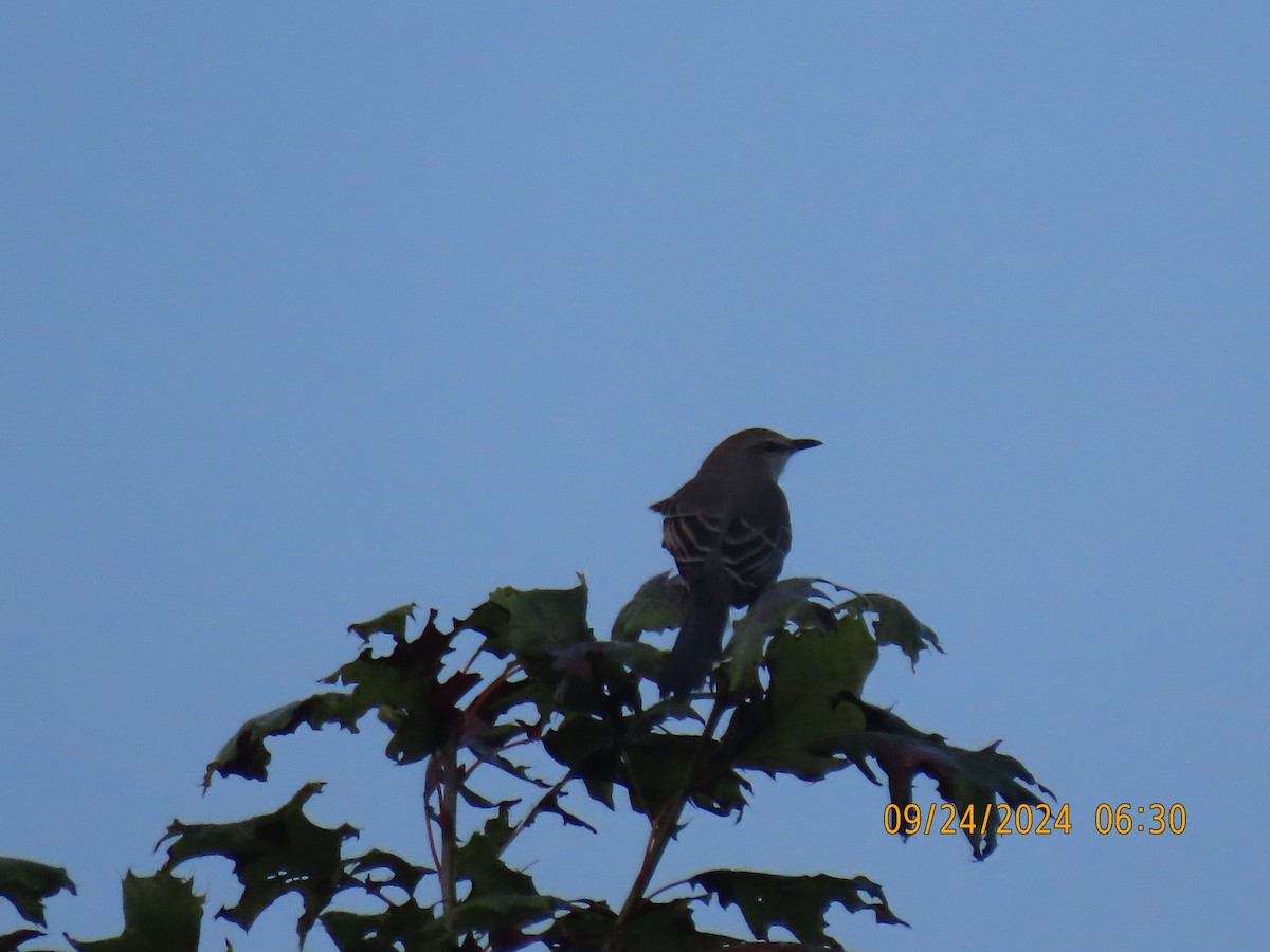 Northern Mockingbird - Leon Book