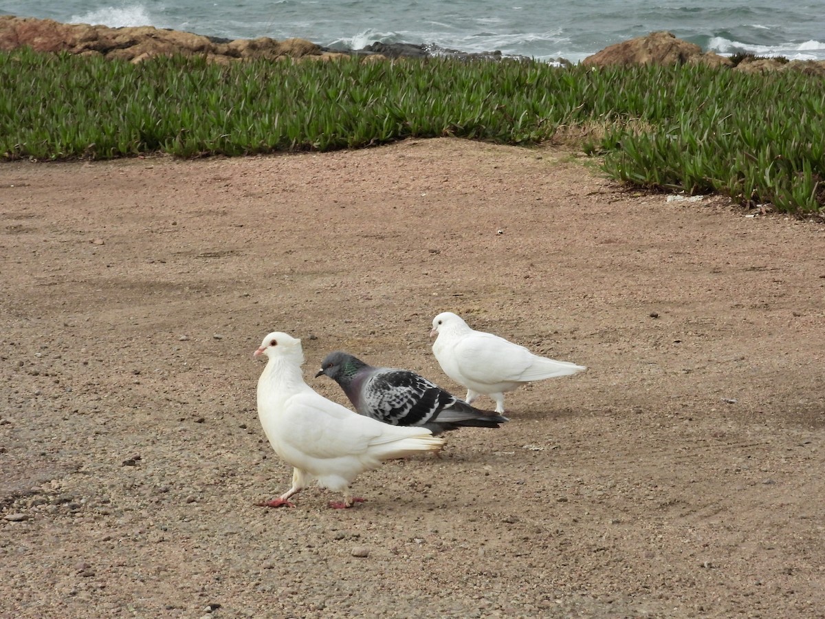 Rock Pigeon (Feral Pigeon) - ML624148635