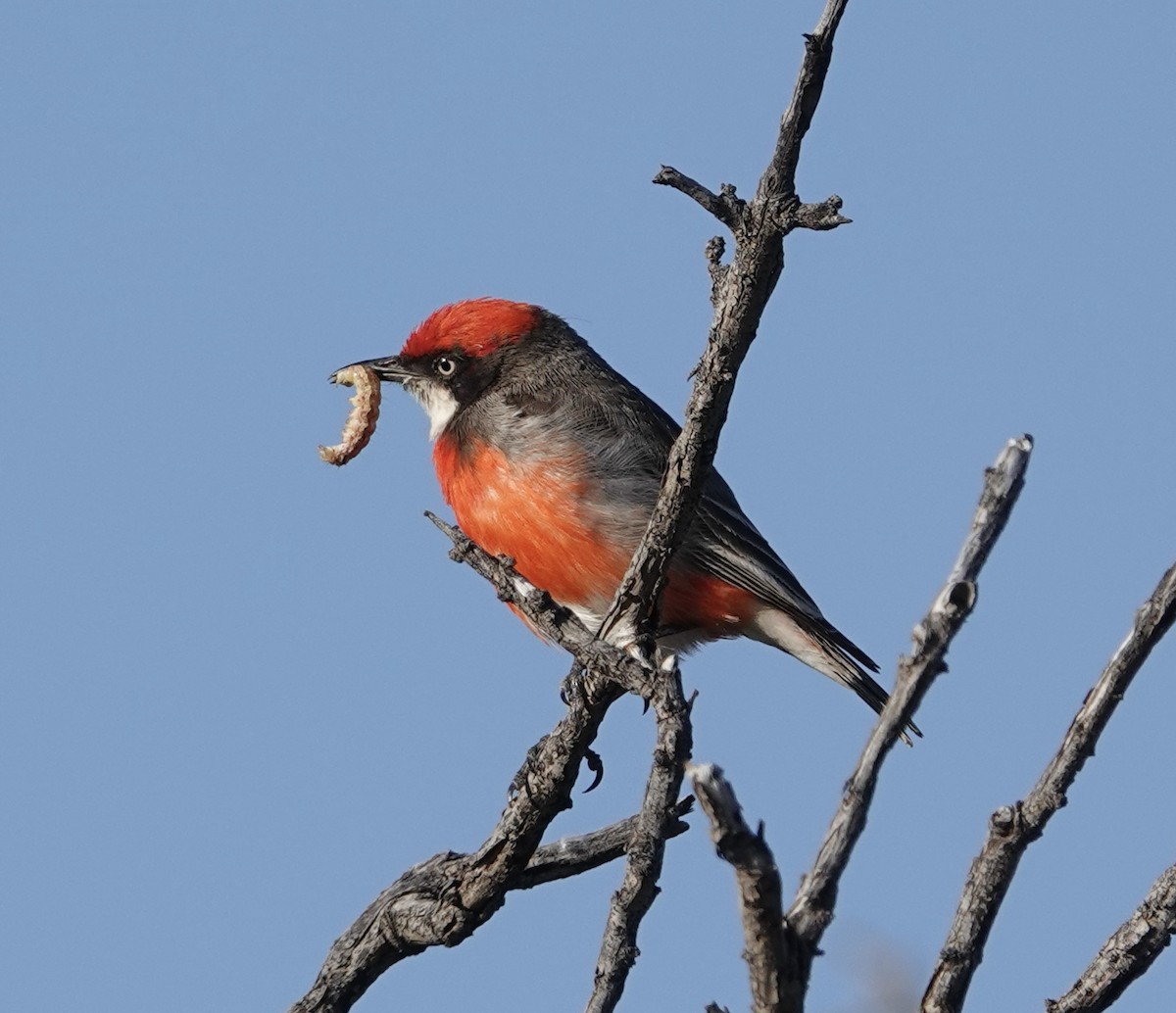 Crimson Chat - Snotty Foster