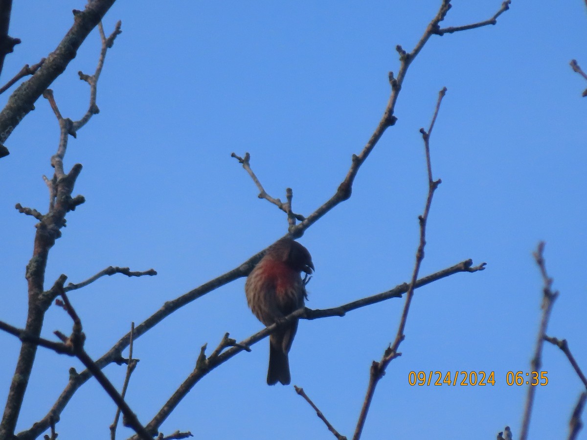 House Finch - Leon Book