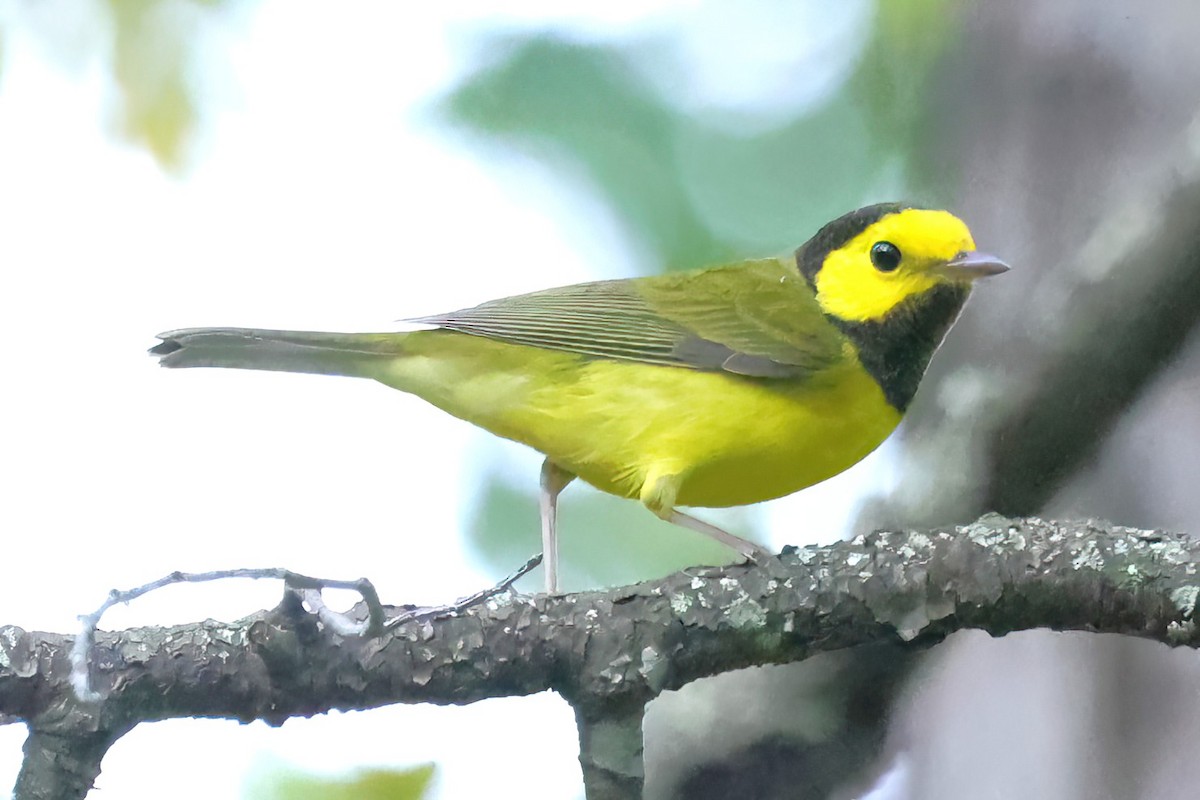 Hooded Warbler - ML624148647