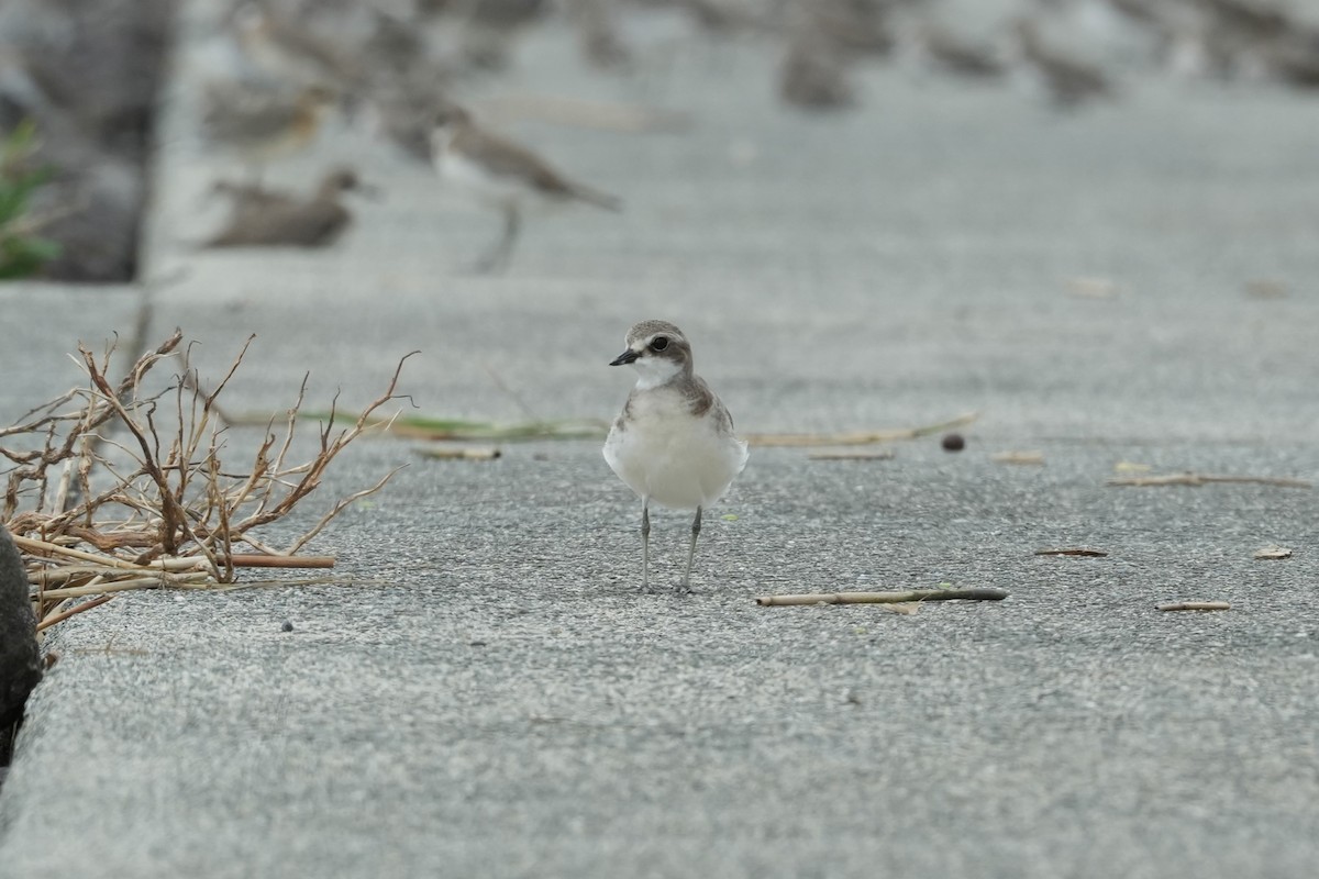 Siberian Sand-Plover - ML624148650