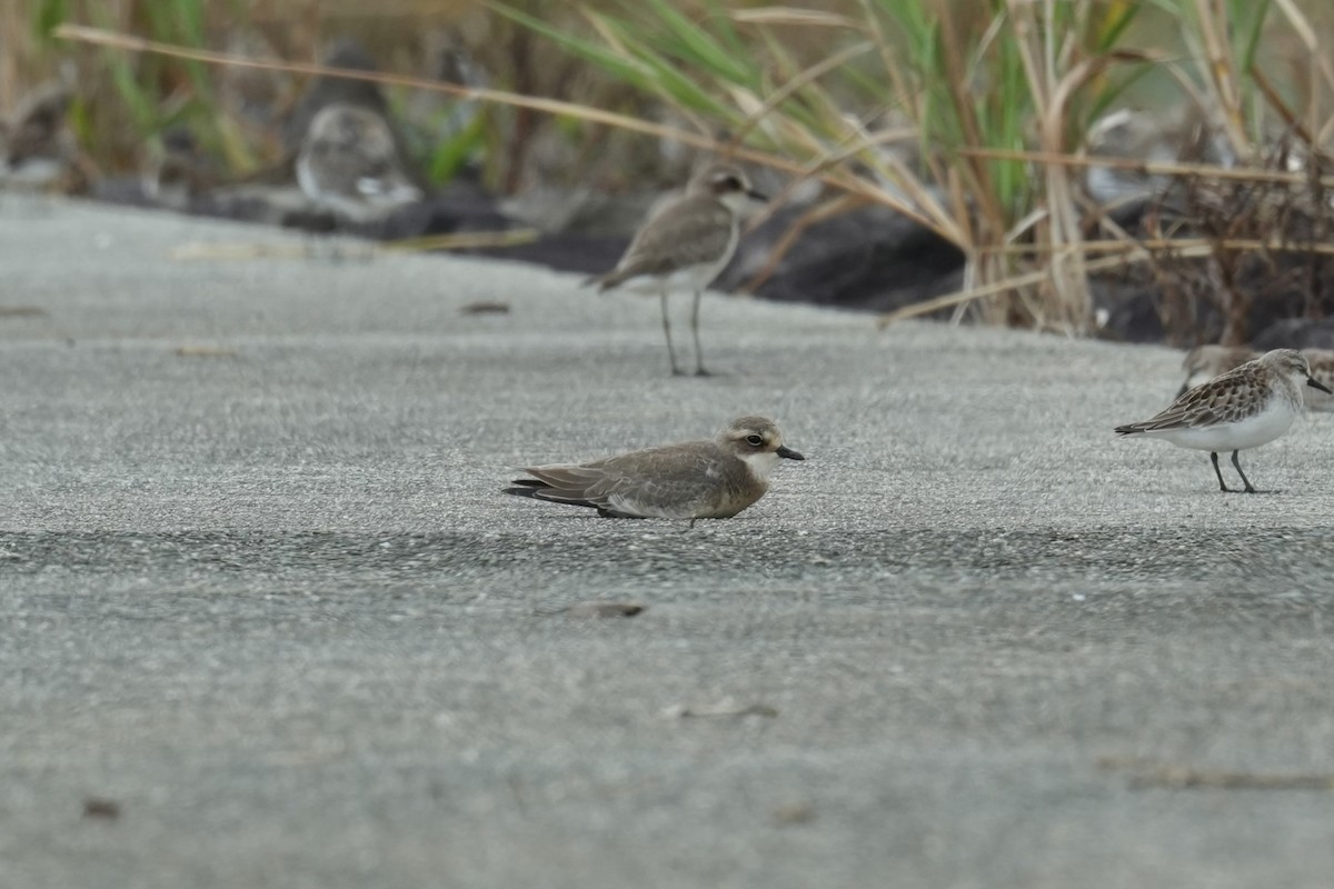 Siberian Sand-Plover - ML624148651