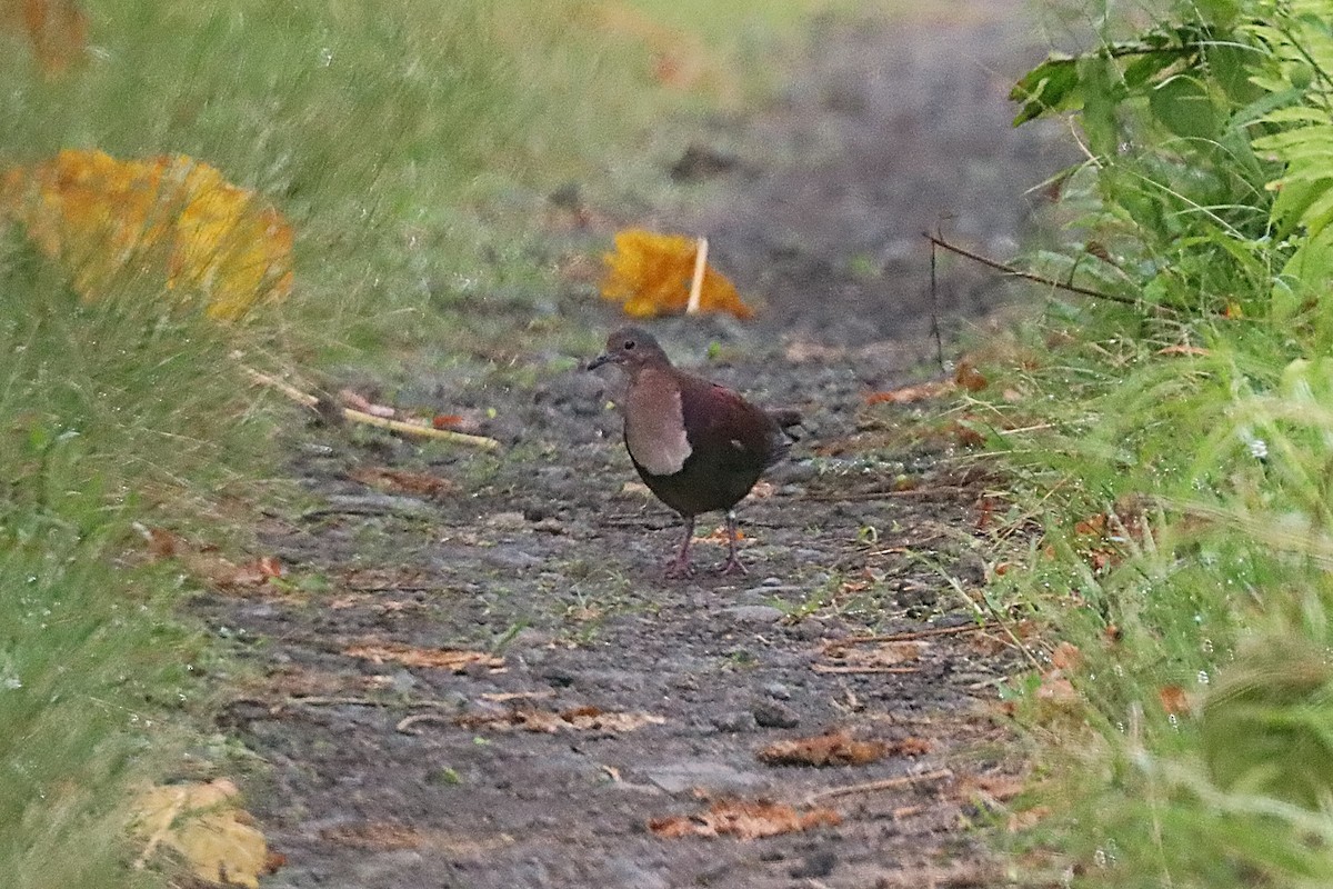 Shy Ground Dove - ML624148654
