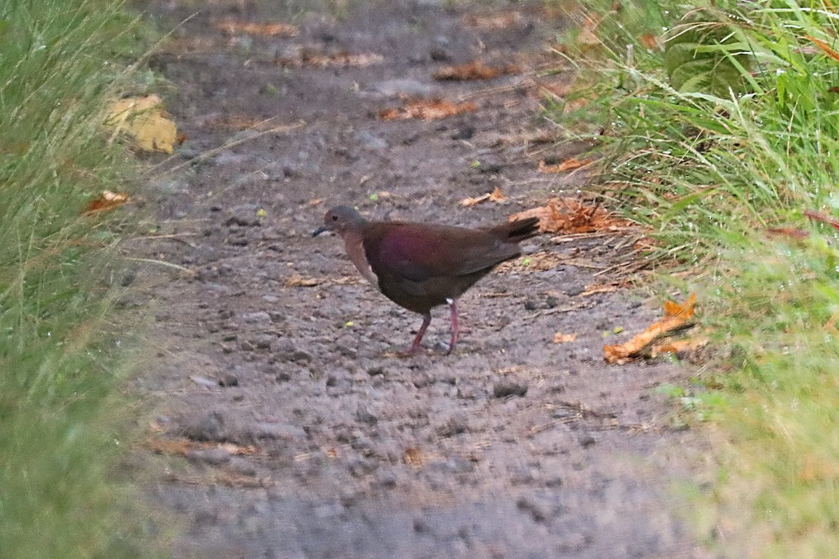 Shy Ground Dove - ML624148655