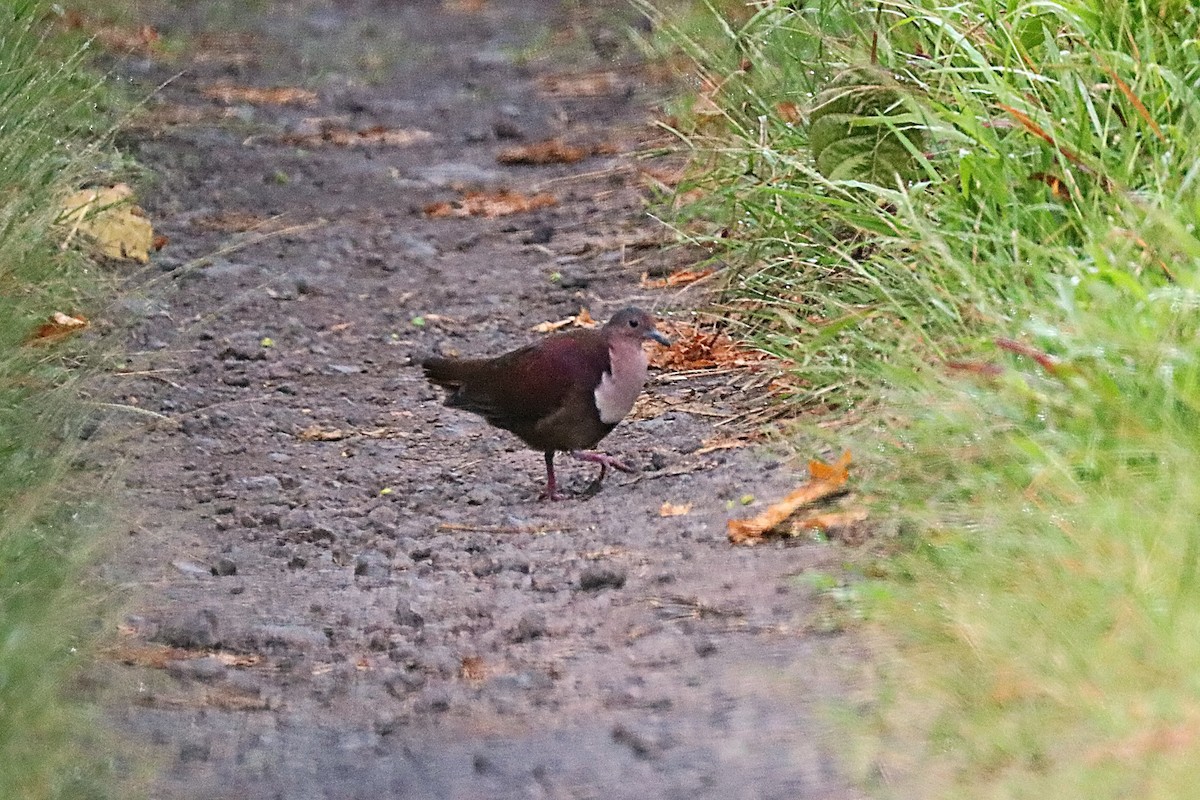 Shy Ground Dove - ML624148656