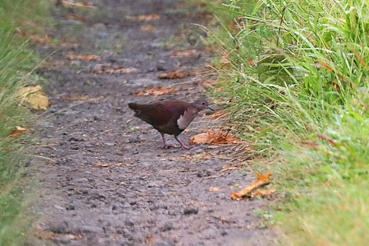 Shy Ground Dove - ML624148657